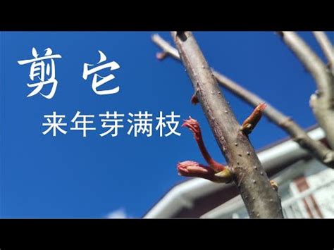 香椿樹幹|香椿